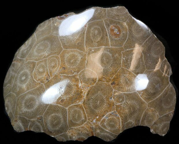 Polished Fossil Coral - Morocco #35354